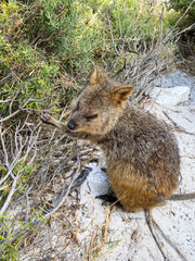 Quokka de Rottnest Island