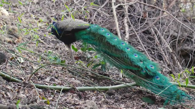 Young Peacock with Beautiful Colorful Tail Walk on the Hill Among Wild Tropical Forest, Eat Insects