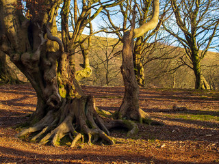 Fototapeta premium Woodland background nature winter turning into spring, Wales United Kingdom