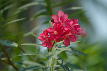 Beautiful of Oleander flower with blur background.