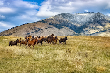 Fototapeta na wymiar Wild horse stampede