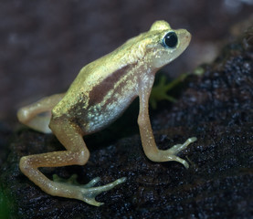 Kihansi Spray Toad from Tanzania. Discovered in 1996.