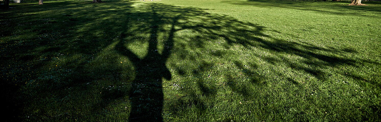 Baumschatten auf einer Wiese