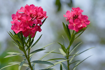 Beautiful of Oleander flower with blur background.