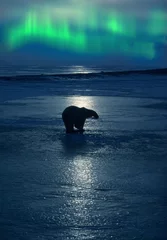 Schilderijen op glas IJsbeer met aurora borealis © outdoorsman