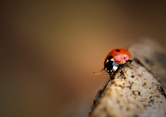 Beautiful close ups of butterflies and bees sitting on flowers with gentle sun light and bokeh backgrounds.