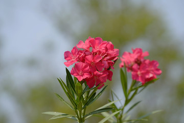 Fototapeta premium Beautiful of Oleander flower with blur background.