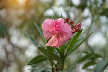 Beautiful of Oleander flower with blur background.