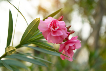 Beautiful of Oleander flower with blur background.