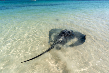 Hamelin Bay Beach © lylie