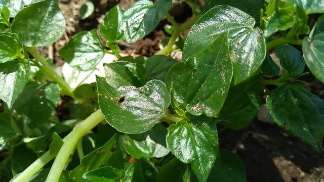 Peperomia pellucida (pepper elder, shining bush plant, and man to man) with natural background.