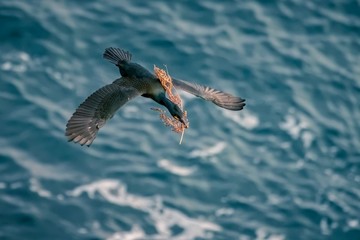 Cormoran huppé © Yann JEGARD