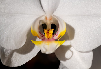 Orchidee Phalaenopsis Schmetterlingsorchidee Nachtfalter-Orchidee Malaienblume Fensterbank...