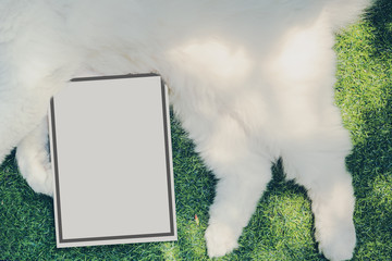 relax in nature in summer garden with white persian cat on green grass field and soft focus book in playground