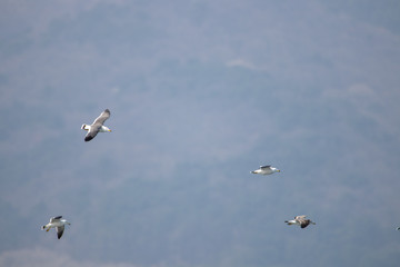 dynamic flying seagull on the sky