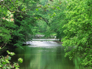 Green River in the Forest