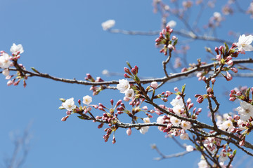 桜の開花