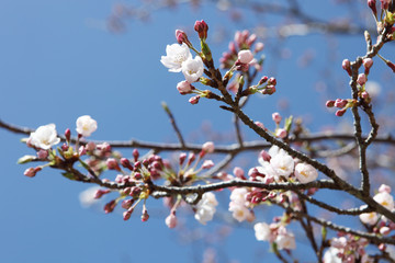 桜