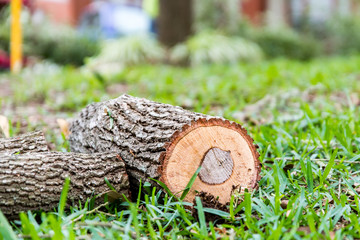 Oak log in st Augustine grass
