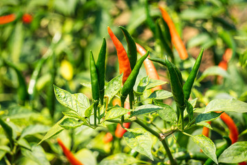 Chili Strauch