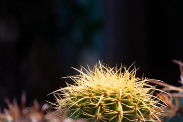 Yellow spikes of golden barrel cactus