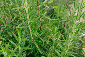 Full frame shot of rosemary (Salvia rosmarinus)