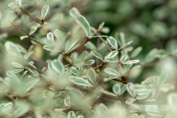 Small leaves that shoots the image, focuses on the back and blur the front part.