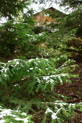  In the forest, branches of spruce with snow and a wooden house in the background