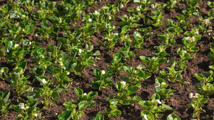 these are ever-blooming white begonias. Smooth rows of freshly planted flowers in the Park.