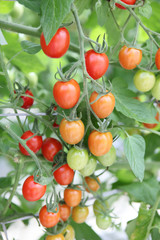 フルーツトマト狩り	
