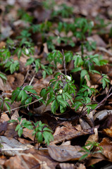 snowdrops in the forest among the autumn leaves