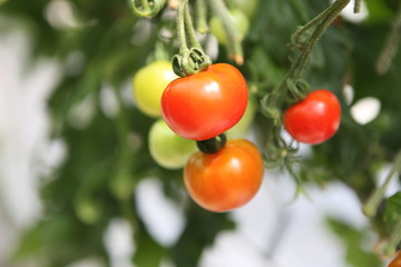フルーツトマト狩り	
