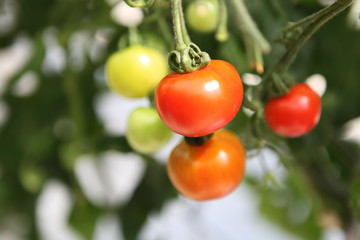 フルーツトマト狩り