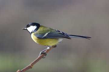 great-tit on a twig