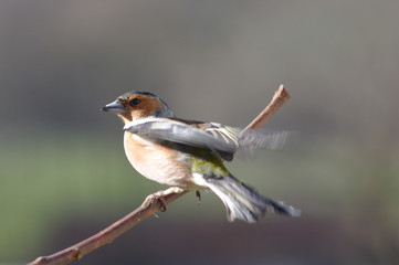 chaffinch on a branch