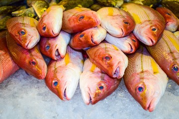 Close up fresh tropical red fish group on the supermarket counter