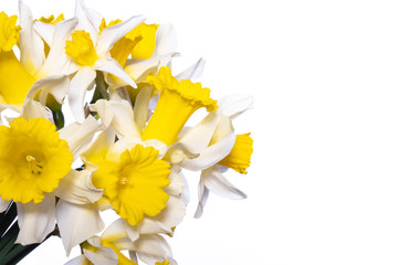yellow - white spring daffodils on a white background