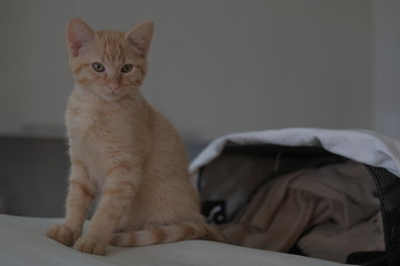 cat on sofa