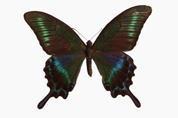 Butterfly Swallowtail Maak (Papilio maackii) on a white background. Isolated on white