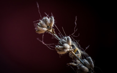 Beautiful close ups of spring colored flowers in bloom, dandelions or leaves with delicate details and gentle sun light and bokeh backgrounds.