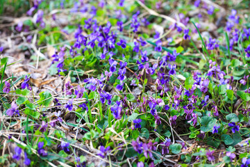 Spring flowers. Violet violets flowers bloom in the spring forest. Viola odorata. Beautiful banner of natural