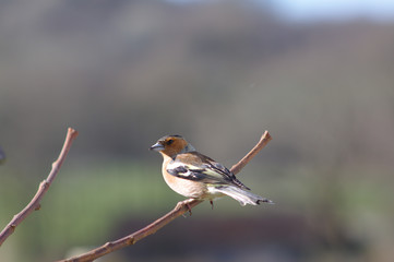 chaffinch on a twig