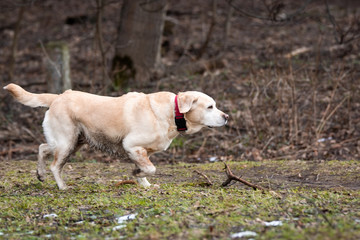 Obraz na płótnie Canvas labrador retriever yellow