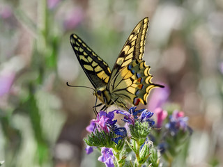 Obraz premium Swallowtail butterfly, Papilio machaon, near Xativa, Spain