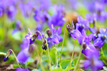 Spring flowers. Violet violets flowers bloom in the spring forest. Viola odorata. Beautiful banner of natural