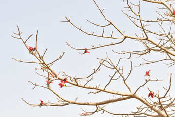 red flower on tree branch 