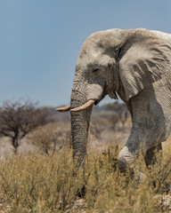 Obraz premium White Elephant in Namibian Desert