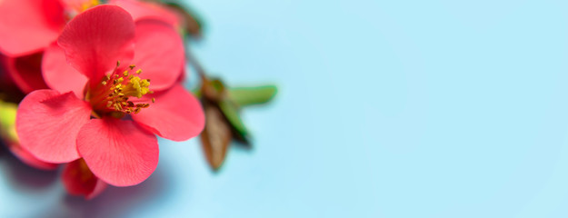 Fototapeta premium Springtime concept. Flat lay pink spring flowers on blue background top view Copy Space. Pink flowering branches close-up. Summer bouquet lifestyle. Greeting card with delicate flowers floral