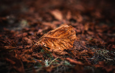 Beautiful close ups of spring colored flowers in bloom, dandelions or leaves with delicate details and gentle sun light and bokeh backgrounds.
