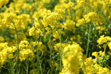 菜の花畑
